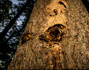 wasps leaving nest