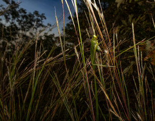 grasshopper on grass