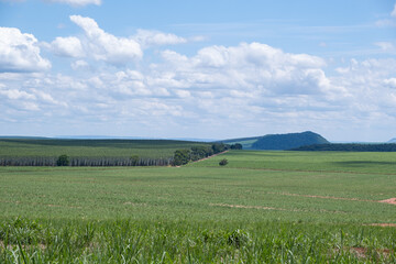 sugarcane plantation and eucalyptus plantation in the background