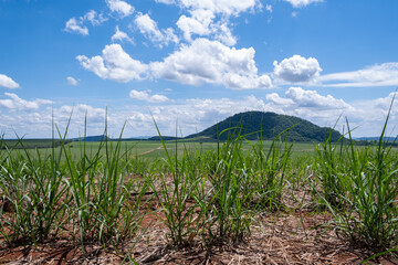 young sugarcane plantation with mountains in the background