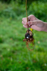 A hand holds an avocado pit with roots in front of green nature