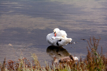A swan grooming itself with goslings in the lake and with grasses - obrazy, fototapety, plakaty