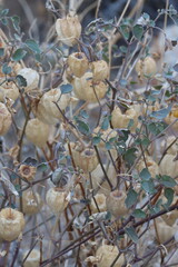 Yellow Nightshade Groundcherry, Physalis Crassifolia, a native monoclinous polyennial herb displaying tan husks enclosing spheric indehiscent berry fruit during Winter in the Borrego Valley Desert.