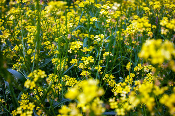 Obraz premium Yellow buttercups blooming in the meadow on a summer day. Ranunculus acris flowers on the meadow. Various colors of vegetation in banner format. Different colors of plant leaves to decorate banners. 