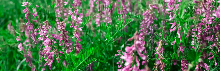 Multi-colored fantasies on the theme of Vicia villosa. Vicia villosa blooms in a meadow on a summer day. General plan of Vicia villosa flowers, side view.