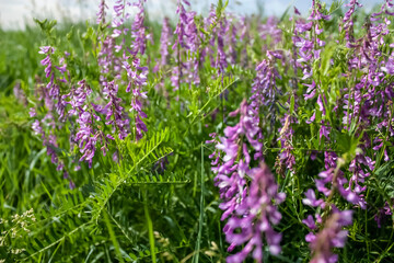 Obraz premium Multi-colored fantasies on the theme of Vicia villosa. Vicia villosa blooms in a meadow on a summer day. General plan of Vicia villosa flowers, side view.