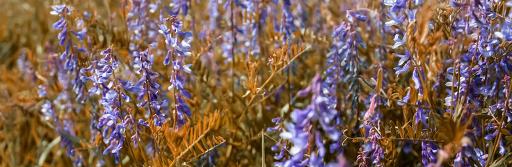 Multi-colored fantasies on the theme of Vicia villosa. Vicia villosa blooms in a meadow on a summer...