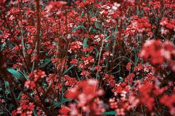 Yellow buttercups blooming in the meadow on a summer day. Ranunculus acris flowers on the meadow. Various colors of vegetation in banner format. Different colors of plant leaves to decorate banners. 