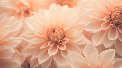 Beautiful pink dahlia flowers as background, closeup view