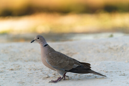 Eurasian Collared Dove (Streptopelia Decaocto)  