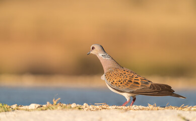 Turtle Dove By A Pond In Los Monegros, Largest Desert Area In Europe