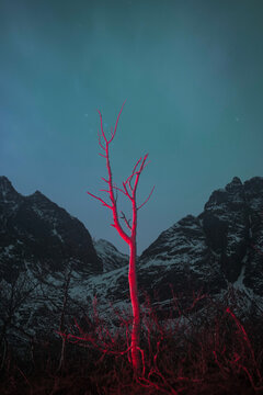 Dead tree under bizzare red light with mountains in the background