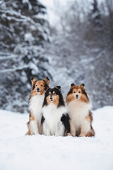 portrait of three sheltie dogs in winter