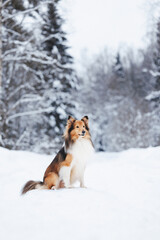 Sheltie dog portrait in winter