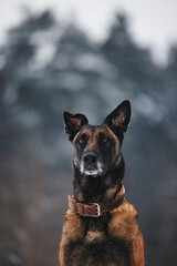 portrait of a malinois dog in winter