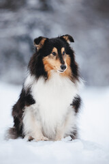 Sheltie dog portrait in winter