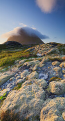 Norwegen, Nordland, Lofoten, Gimsoya, Hoven, Moos