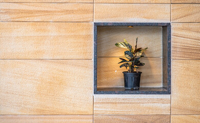 Pin striped calathea plant placed in the granite box of the wall at house in the interior design.