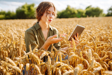 Naklejka na ściany i meble Woman agronomist in a field with a tablet checks the growth of the crop. Agriculture, gardening, business or ecology concept. Growth dynamics.