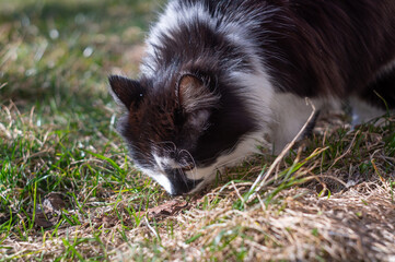 A black and white kitten is playing in the grass