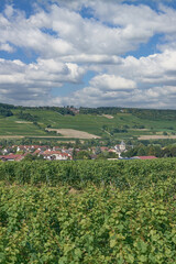 Fototapeta na wymiar Vineyard Landscape in Rhinehessen wine region close to Wine Village of Grosswinternheim,Germany