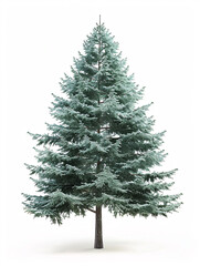 Fototapeta premium Pine tree isolated on a solid, clear white background