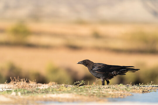 Carrion Crow (Corvus Corone)  