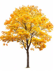 Maple   tree isolated on a solid, clear  white background