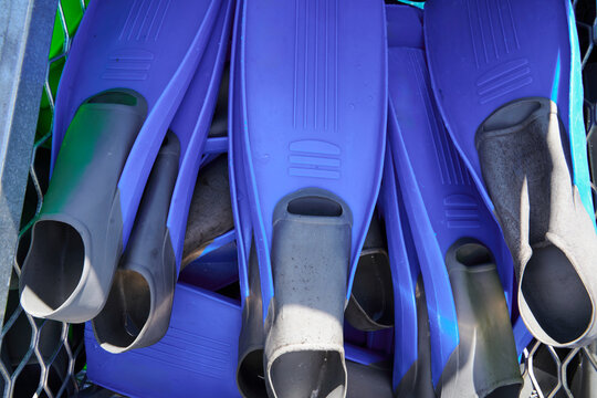 Blue Flippers