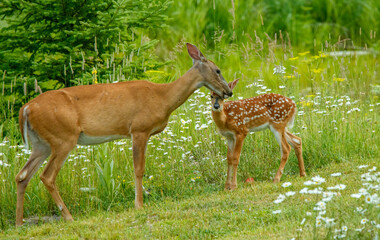 white tailed fawn with spots in field