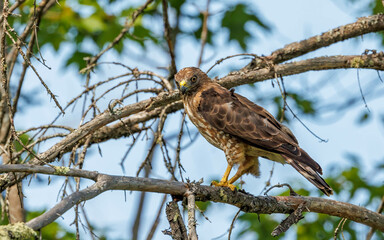 Cooper's hawk with mouse for meal