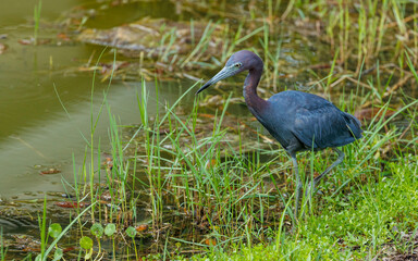 little blue heron in lake