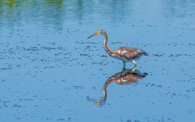 little blue heron in lake