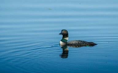 common loons swimming in blue lake