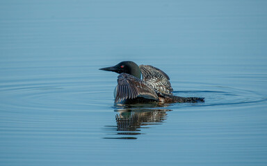 common loons swimming in blue lake