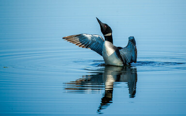 common loons swimming in blue lake - Powered by Adobe