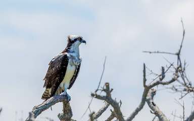 osprey fishing on ocean perched in tree