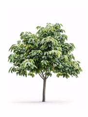 Chestnut   tree isolated on a solid, clear  white background