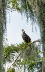 osprey fishing on ocean perched in tree