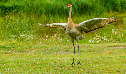 Sandhills cranes dancing in spring mating 