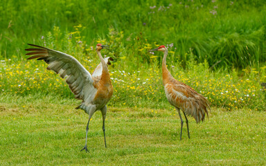 Sandhills cranes dancing in spring mating 