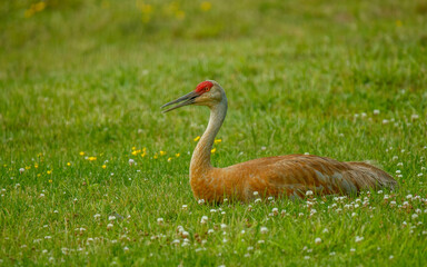 Sandhills cranes dancing in spring mating 