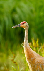 Sandhills cranes dancing in spring mating 