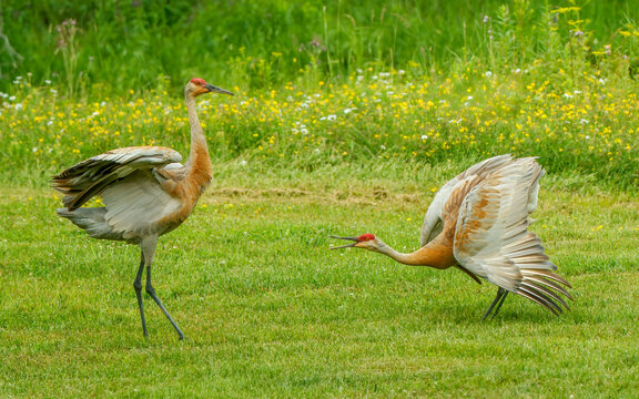 Sandhills cranes dancing in spring mating 