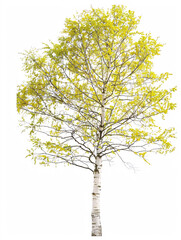   Birch  tree isolated on a solid, clear  white background