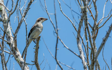 northern shrike hunting from perch