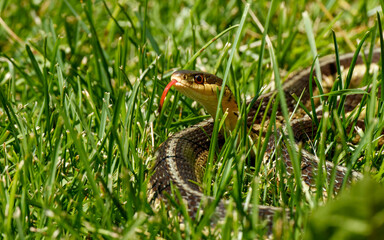 gater snake in long grass
