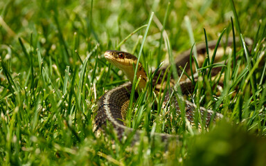 gater snake in long grass