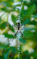 large yellow and black spider in web
