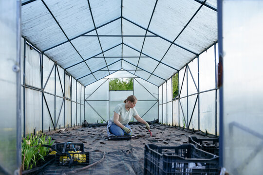 A woman plants seedlings in a greenhouse